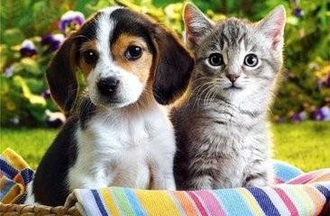 貓和狗能一起養嗎？貓咪和狗狗能成為好朋友嗎？