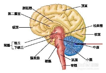 一起來做腦保健操