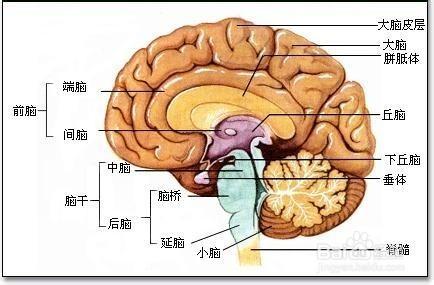 一起來做腦保健操