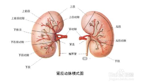 如何在食物中獲得補腎的效果？