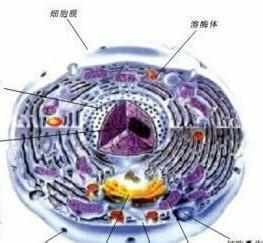 多吃哪些水果可以保護自己呢？