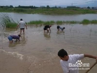 蘆葦怎麼種植