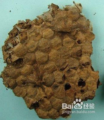 治療小兒尿床偏方?