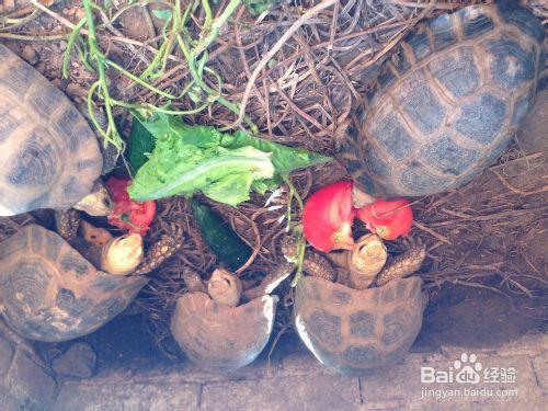 怎樣挑選簡單飼餵寵物巴西龜龜苗