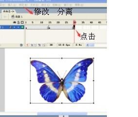 flash製作蝴蝶飛舞的動畫