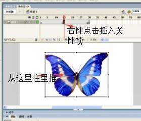 flash製作蝴蝶飛舞的動畫