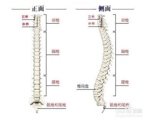 成年人鍛鍊增高方法