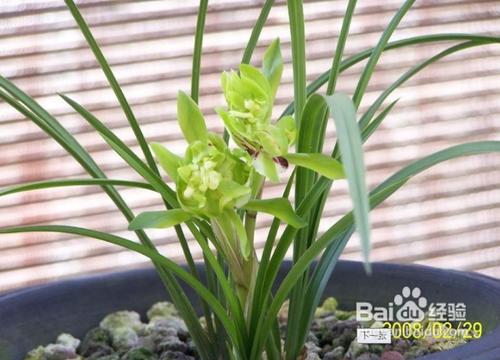 【樂趣】蘭花草怎麼養