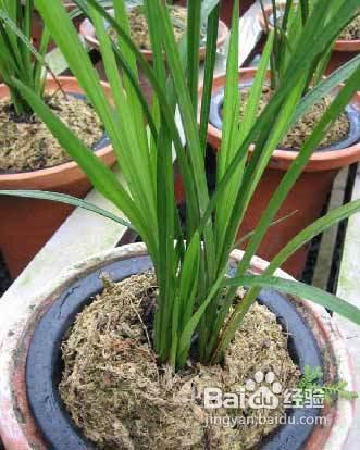 【樂趣】蘭花草怎麼養