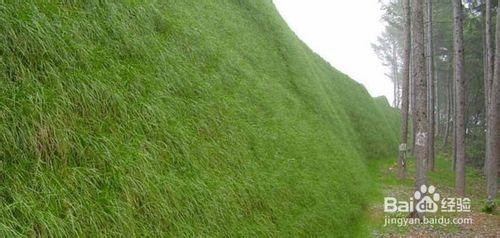 邊坡綠化客土噴播機怎麼綠化種草