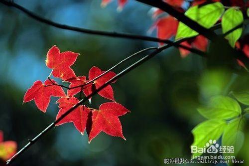 帶你領略廣州從化石門紅葉別具一格的美