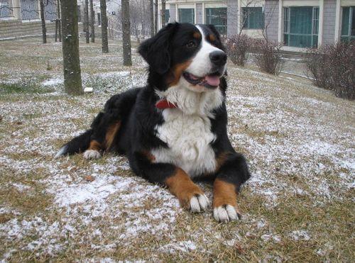 伯恩山犬怎樣美容