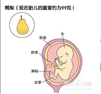 懷孕第四個月胎兒和準媽媽的症狀