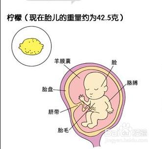 懷孕第四個月胎兒和準媽媽的症狀