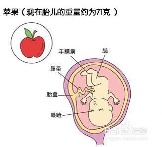 懷孕第四個月胎兒和準媽媽的症狀