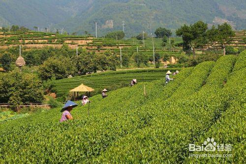 中國最大的騎行茶園－大木山茶園