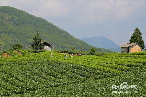 中國最大的騎行茶園－大木山茶園