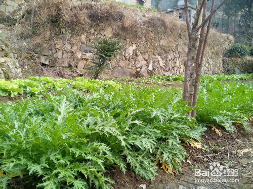 如何打理小菜園