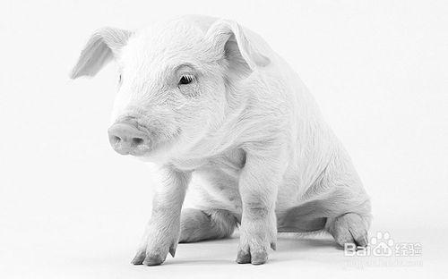豬病大腸桿菌腹瀉怎麼治？