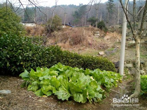 如何打理小菜園