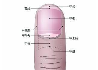 手指甲的半月痕怎麼回事？