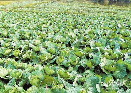 甘藍的營養與健康