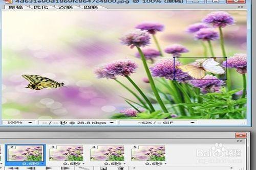 如何用ps使得蝴蝶圖片“飛”於花上，一秒變gif