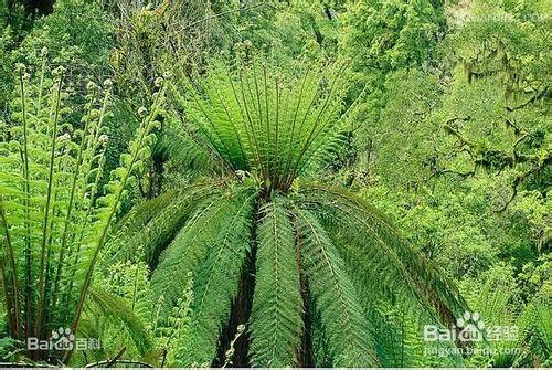 植物的分類與辨析