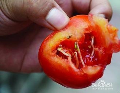 家庭種菜：[19]怎樣防止茄果類蔬菜生蠅蛆