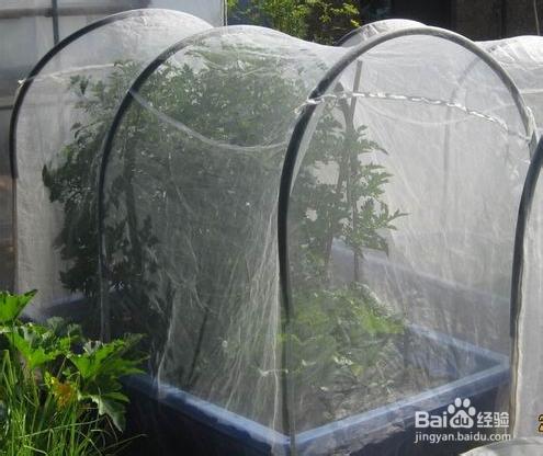 家庭種菜：[19]怎樣防止茄果類蔬菜生蠅蛆