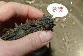 鹽漬海蔘如何保存