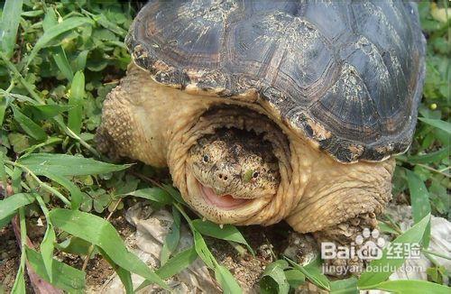 鱷龜怎麼飼養