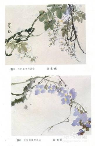 藤蘿花怎樣畫？