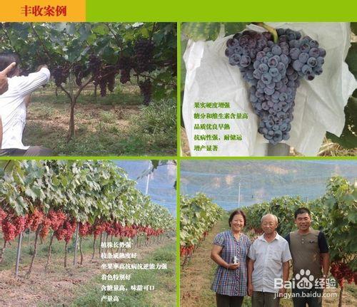 葡萄有機肥的好處及施肥技術