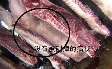 辨別病死豬肉的一些方法分享