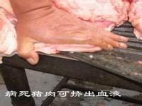 辨別病死豬肉的一些方法分享