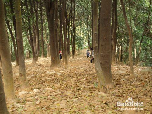 廣州郊野拉練路線：[1]火鳳線攻略