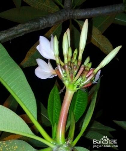 夜拍花卉，春夜挑燈賞繁花