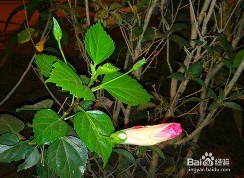 夜拍花卉，春夜挑燈賞繁花