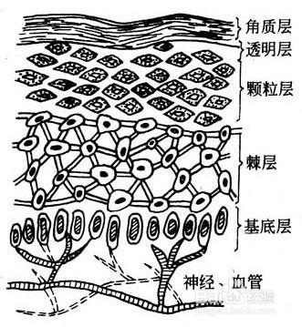 大揭祕！明星的逆生長是怎樣延緩衰老使青春永駐