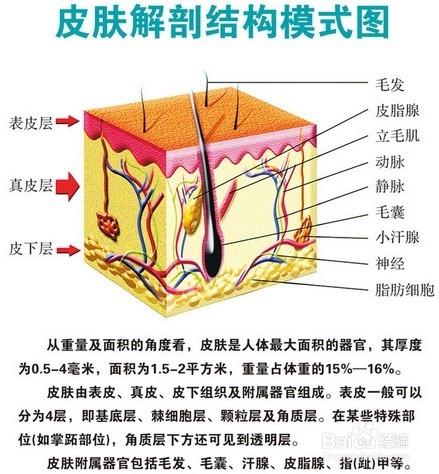 大揭祕！明星的逆生長是怎樣延緩衰老使青春永駐