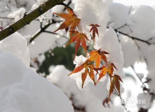 大雪節氣養生之道