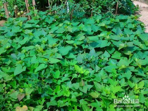 家庭怎樣利用魚腸自制有機肥料種菜種花