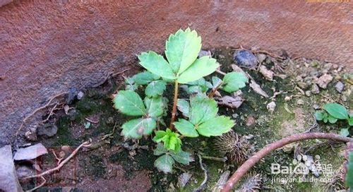 生活經驗：[36]如何種植草莓