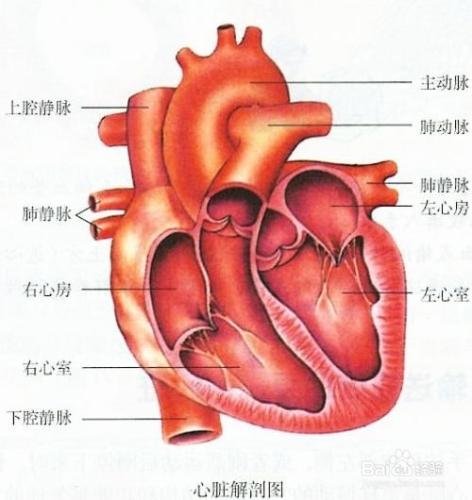 生命系統的結構層次有哪些？