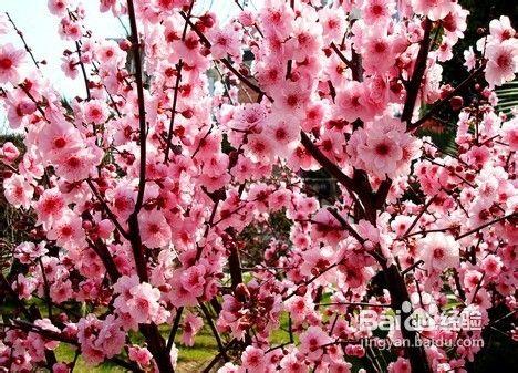 成都開春賞花攻略