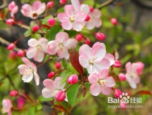 成都開春賞花攻略