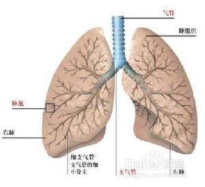 桂花檸檬水緩解口臭