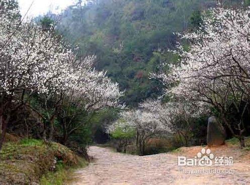 成都開春賞花攻略