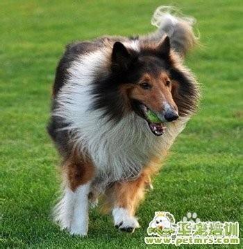 蘇格蘭牧羊犬的訓練方法：警惕性、防止毀損等